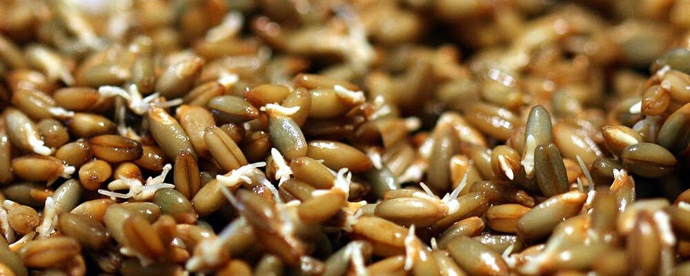 Рожь для проращивания — лучший продукт для сыроедов